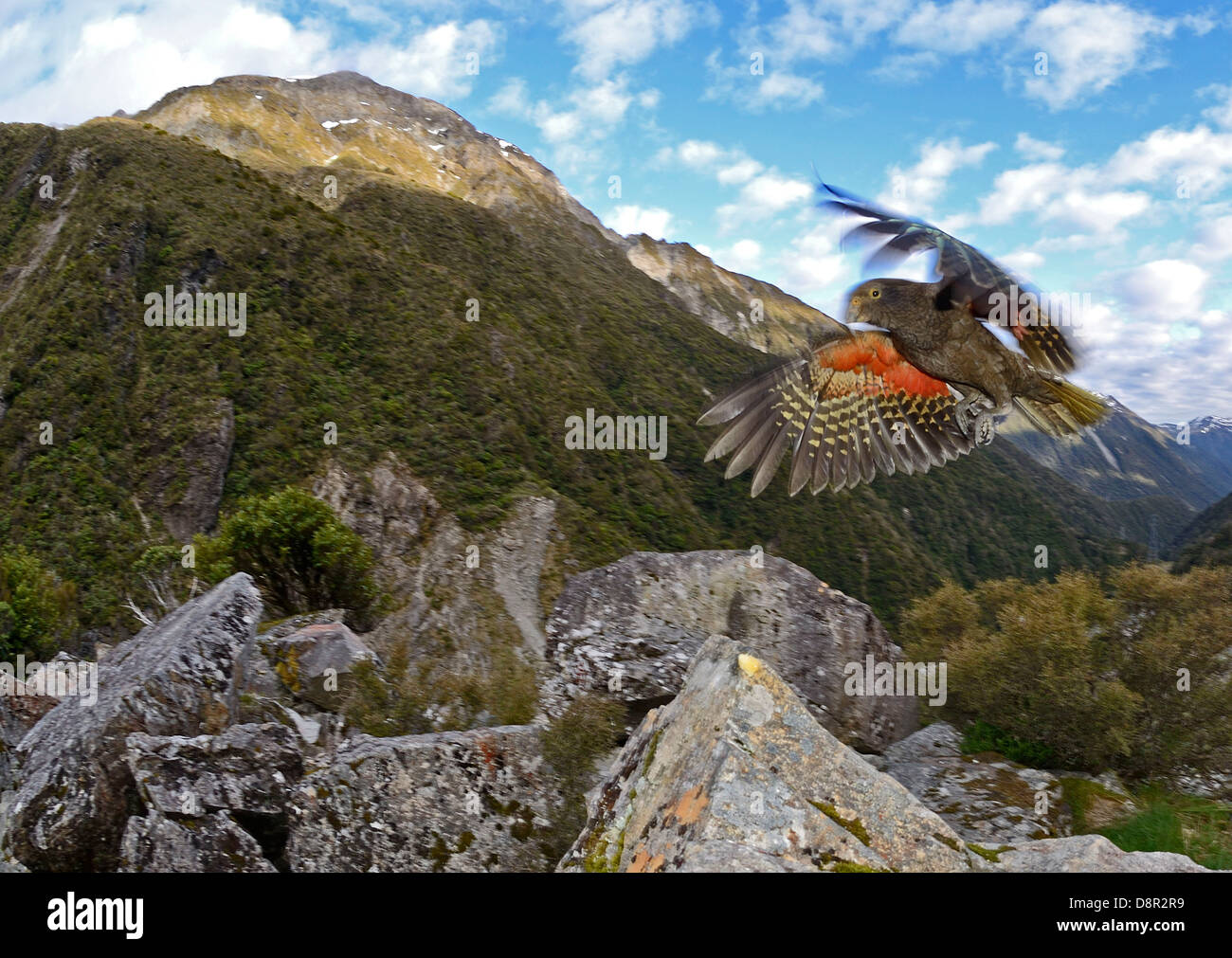 Kea Nestor notabilis Arthur's Pass South Island New Zealand Stock Photo