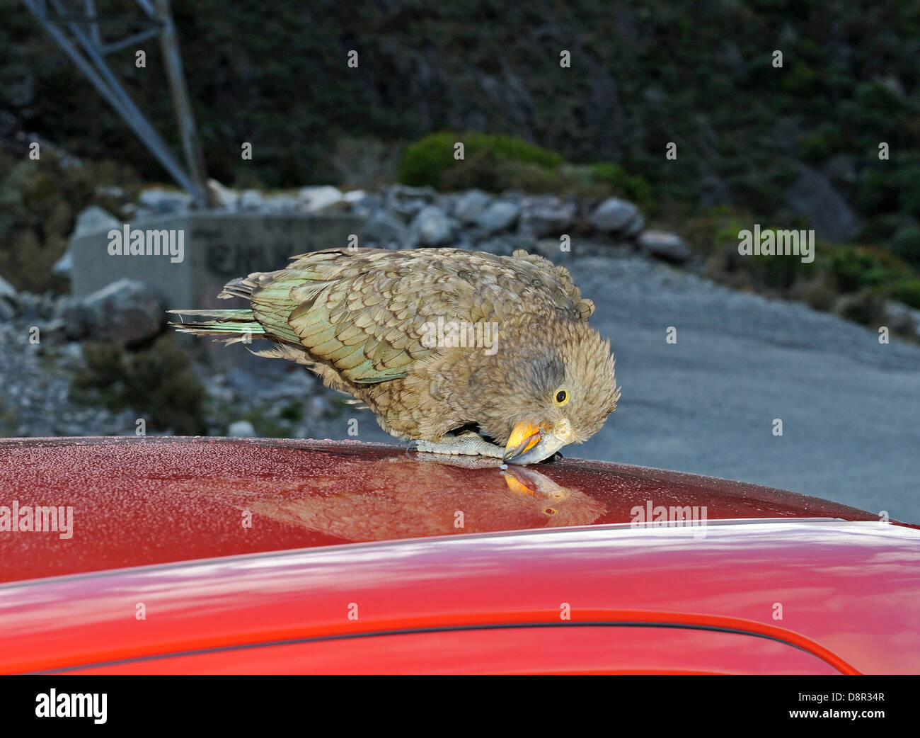 Kea Nestor notabilis Arthur's Pass South Island New Zealand. Vandalising car. Stock Photo