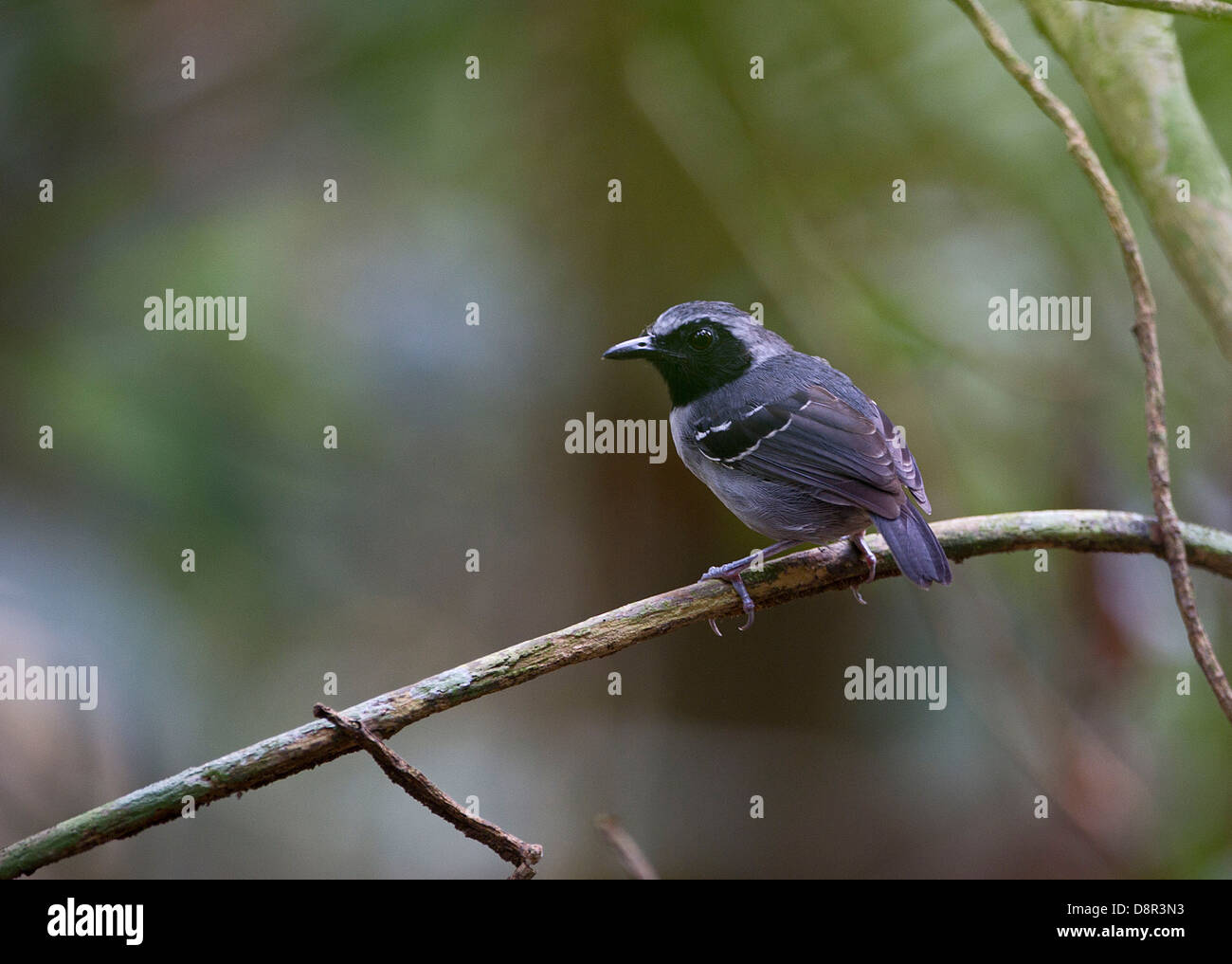 Blackfaced Antbird male Myrmoborus myotherinus Peruvian Amazon Stock