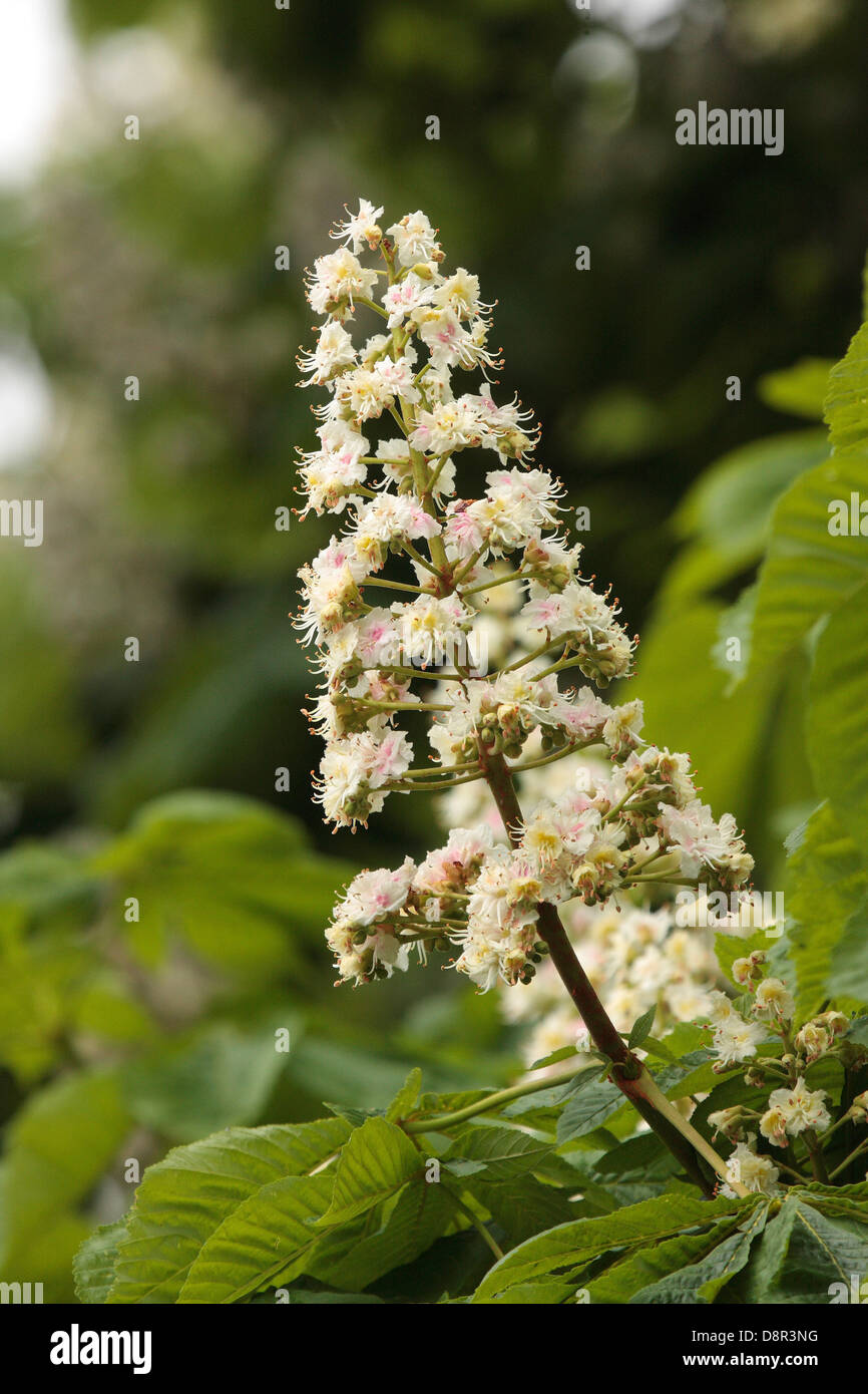 Horse Chestnut in flower Stock Photo - Alamy