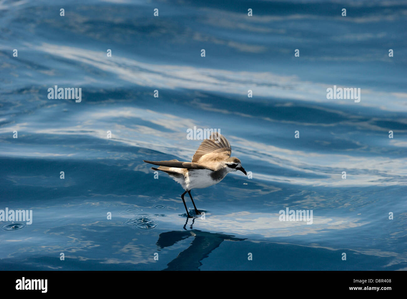 White-faced Storm (Frigate) Petrel feeding over ocean off North Island New Zealand Stock Photo
