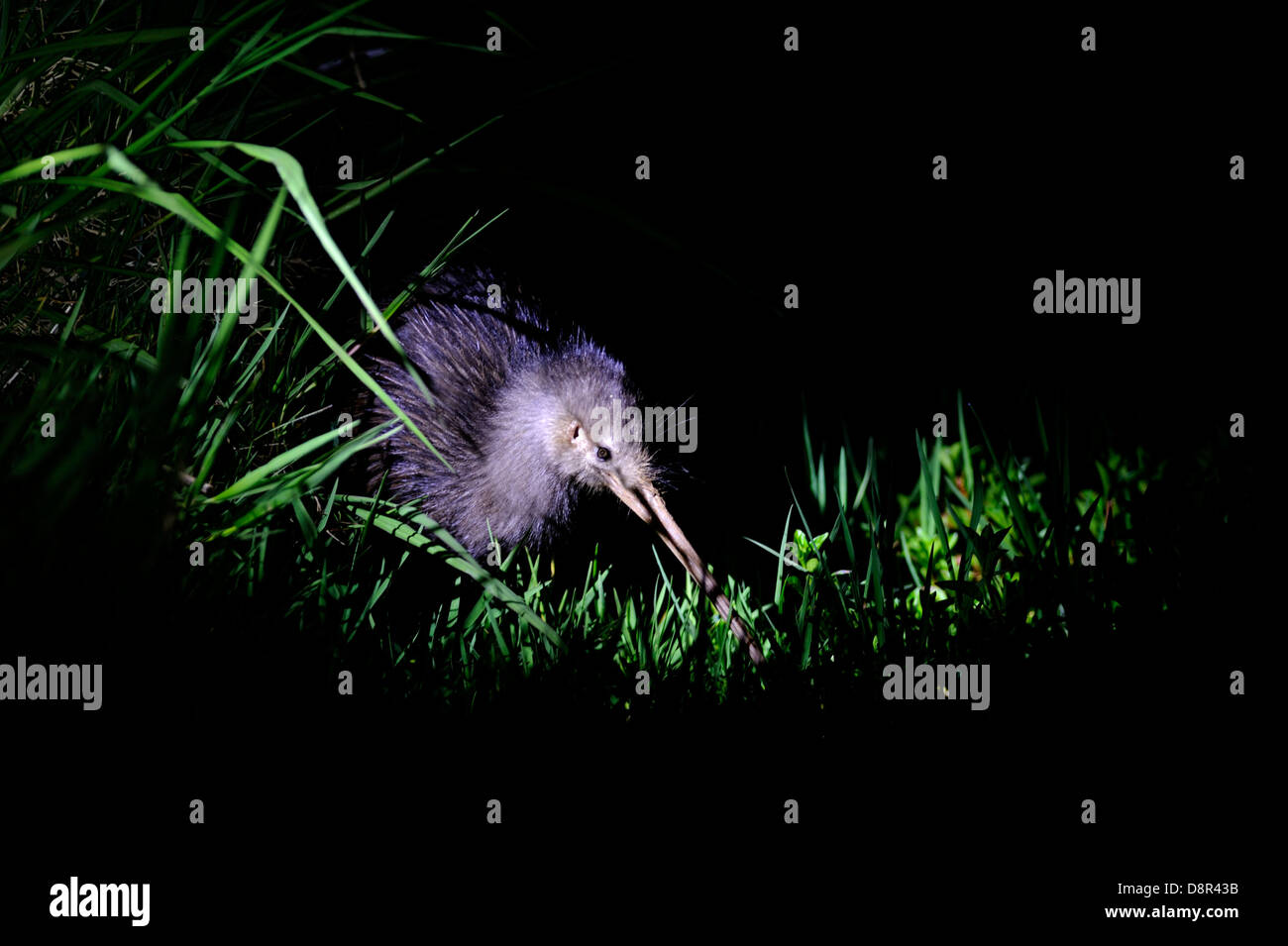 Northern Brown Kiwi, Apteryx mantelli Kerikeri North Island New Zealand Stock Photo