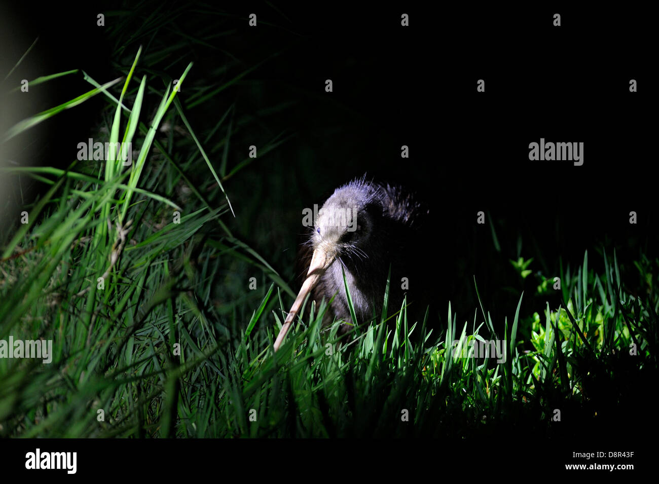 New zealand kiwi bird hi-res stock photography and images - Alamy