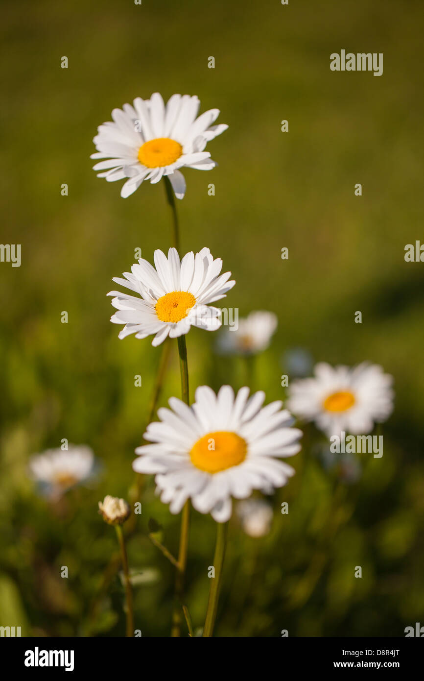 Beautiful little daisies in a quiet spring garden in Brittany, France Stock Photo