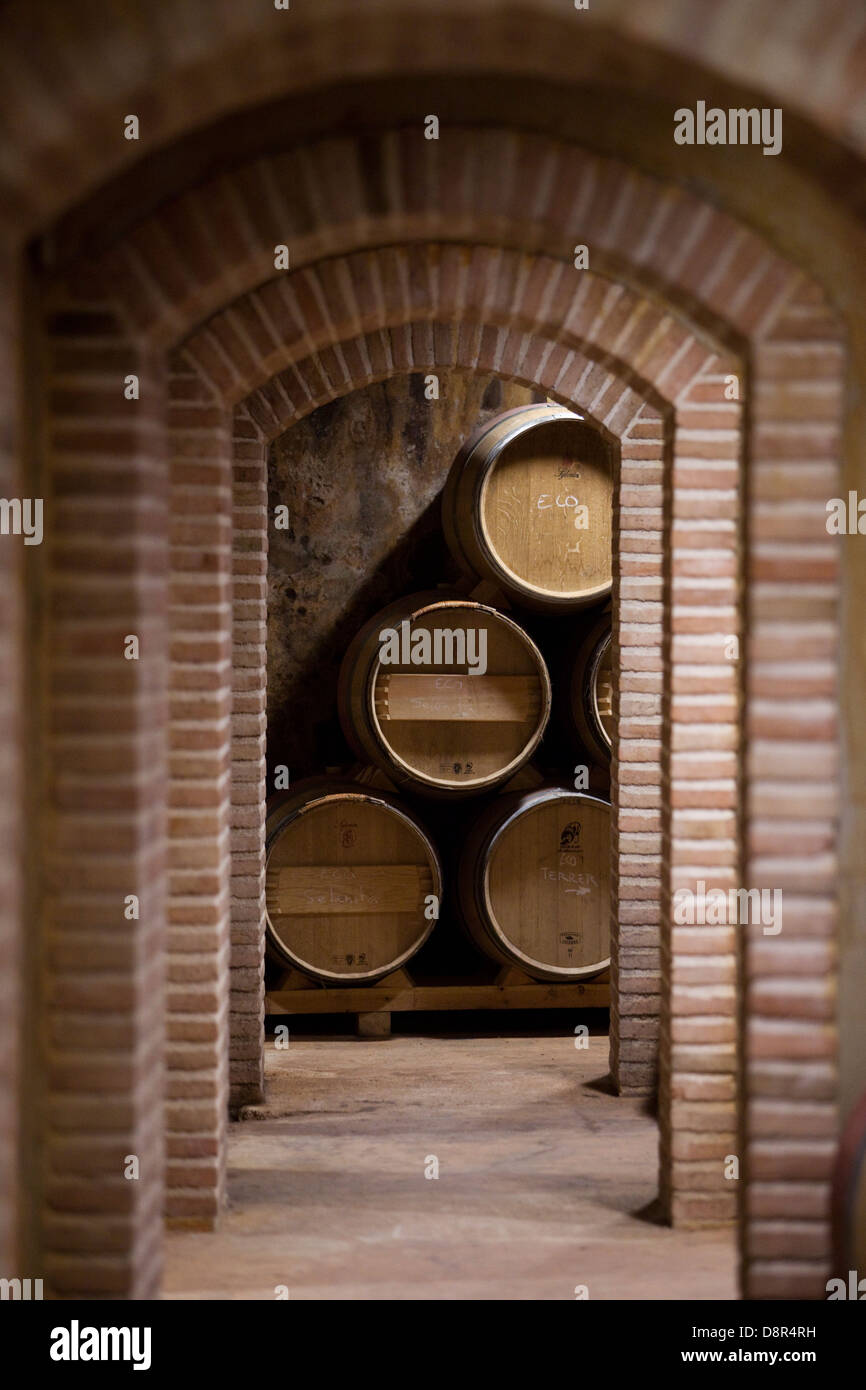 Barrels in a wine cellar Stock Photo