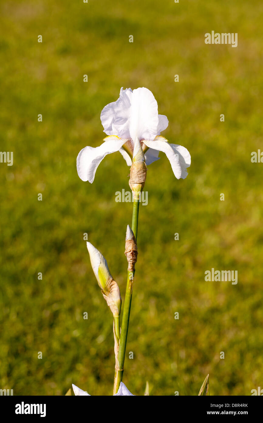 White and pink close iris germanica flower in the spring garden Stock Photo
