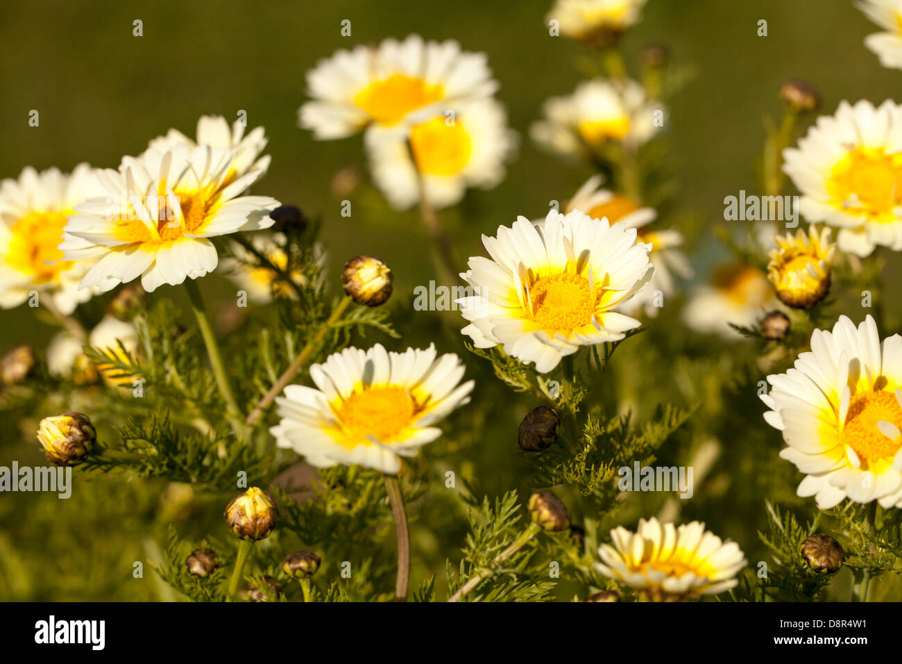 Yellow anthemis flowers in the spring garden Stock Photo