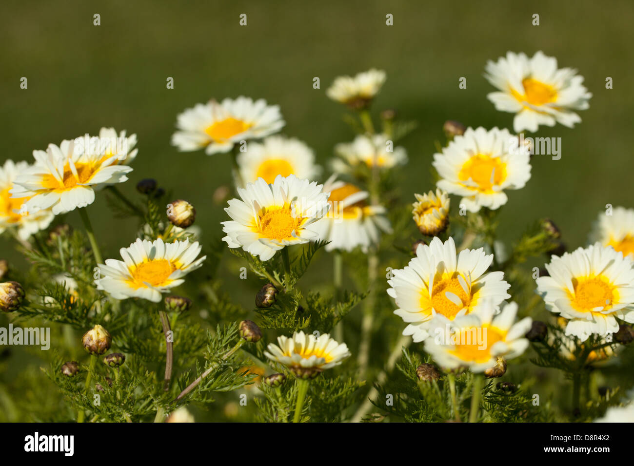 Yellow anthemis flowers in the spring garden Stock Photo
