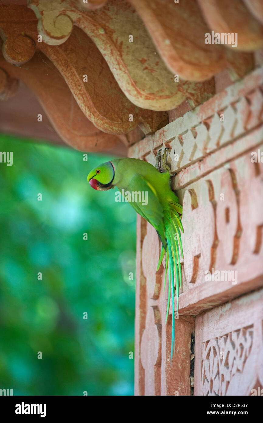 Rose-ringed Parakeet Psittacula krameri Bhratpur India Stock Photo