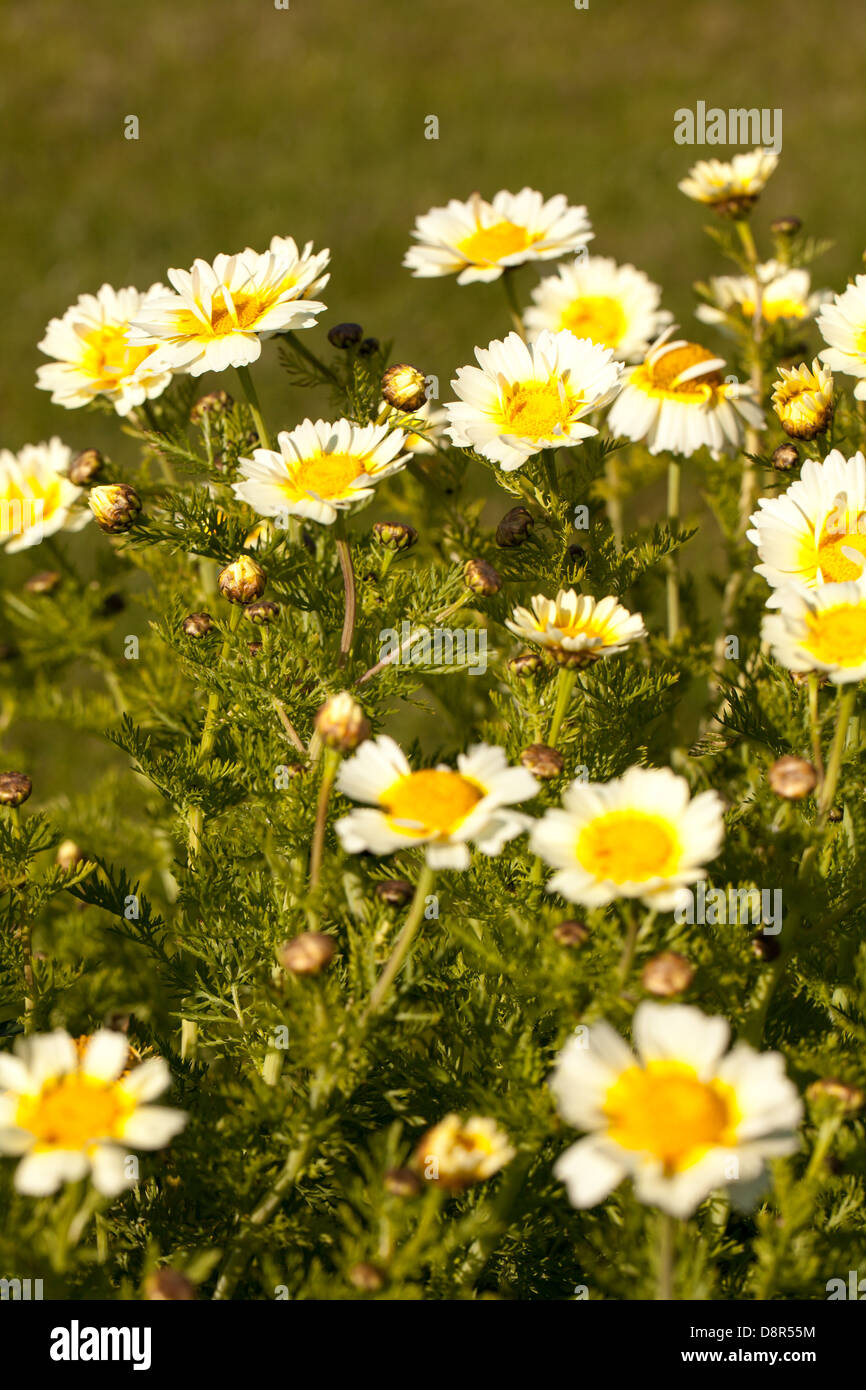 Yellow anthemis flowers in a quiet spring garden in Brittany, France Stock Photo