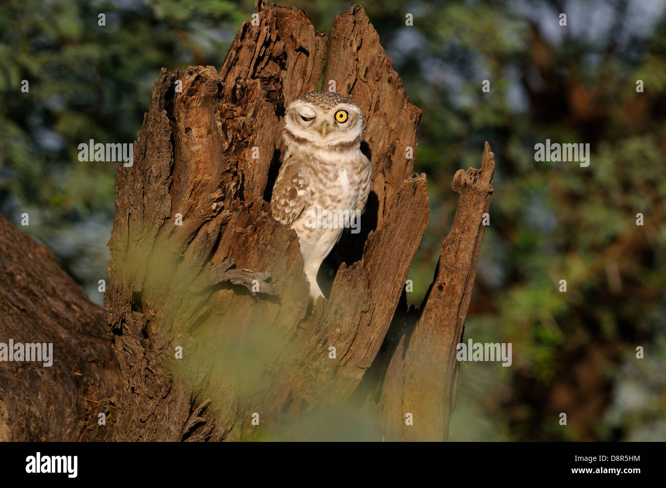 Spotted Owlet Athene brama Bharatpur India Stock Photo