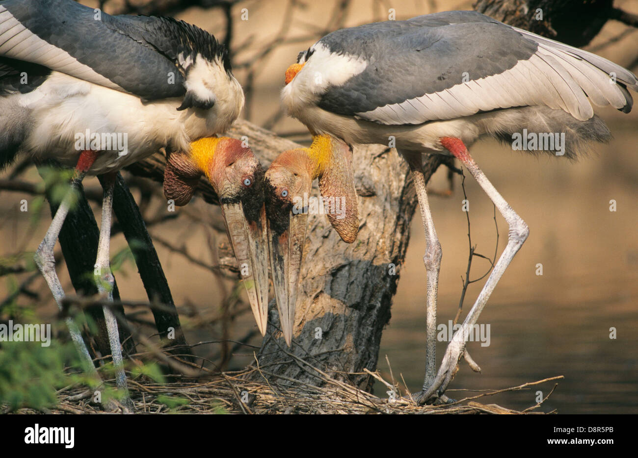 Greater Adjutant Storks Leptoptilos dubius pair displaying at nest India Stock Photo