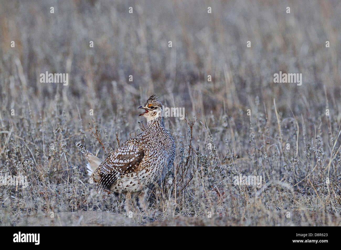 Sharp-tailed Grouse, Tympanuchus phasianellus at lek in Sandhills Nebraska USA Stock Photo