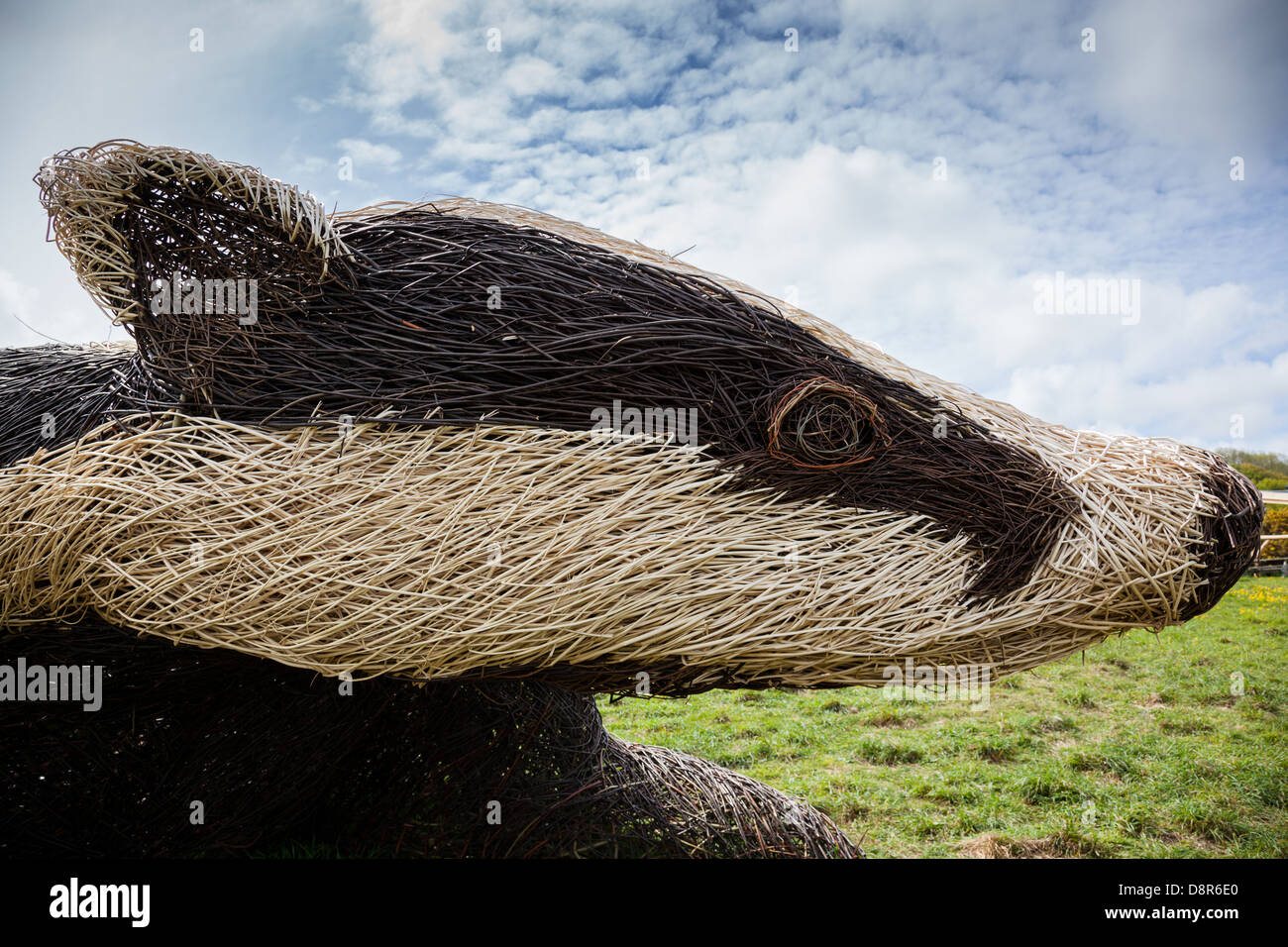 Willow badger sculpture at the Welsh Wildlife Centre, near Cardigan, Ceredigion, Wales Stock Photo
