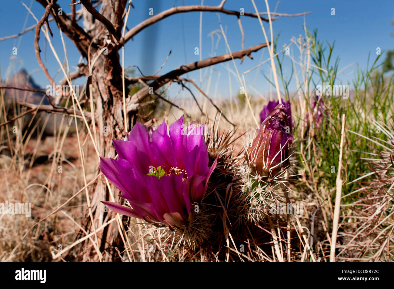 Pincushion cactus (coryphantha vivipara) flowers in the Grand Canyon National Park, Arizona USA. Stock Photo