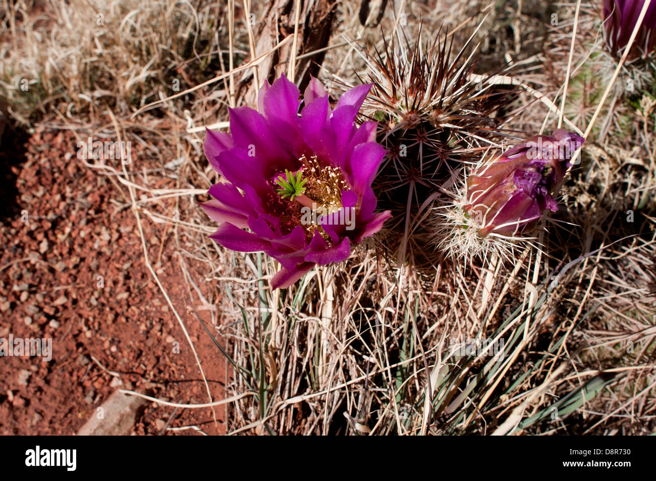 Pincushion cactus (coryphantha vivipara) flowers in the Grand Canyon National Park, Arizona USA. Stock Photo