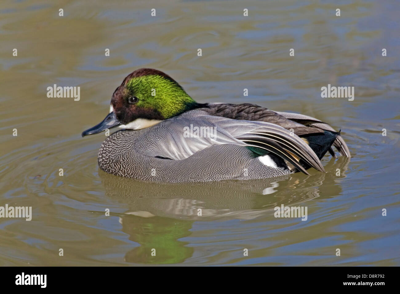 Falcated Duck, Anas falcata, swimming on a pond Stock Photo