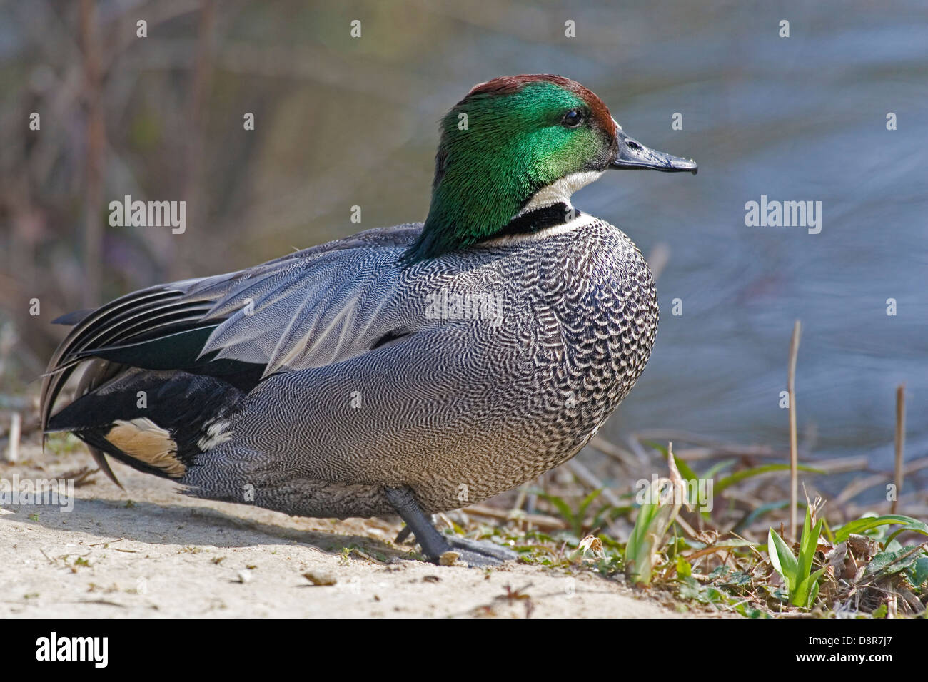 Falcated Duck, Anas falcata, standing by a pond. Stock Photo