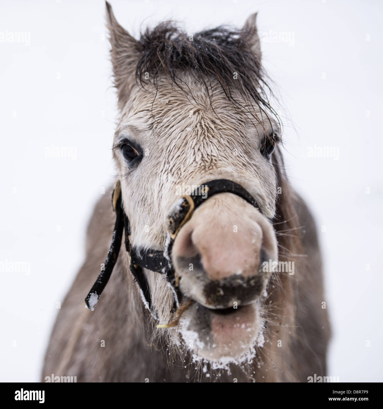 Laughing horse in Snowy Derbyshire Peak District Stock Photo