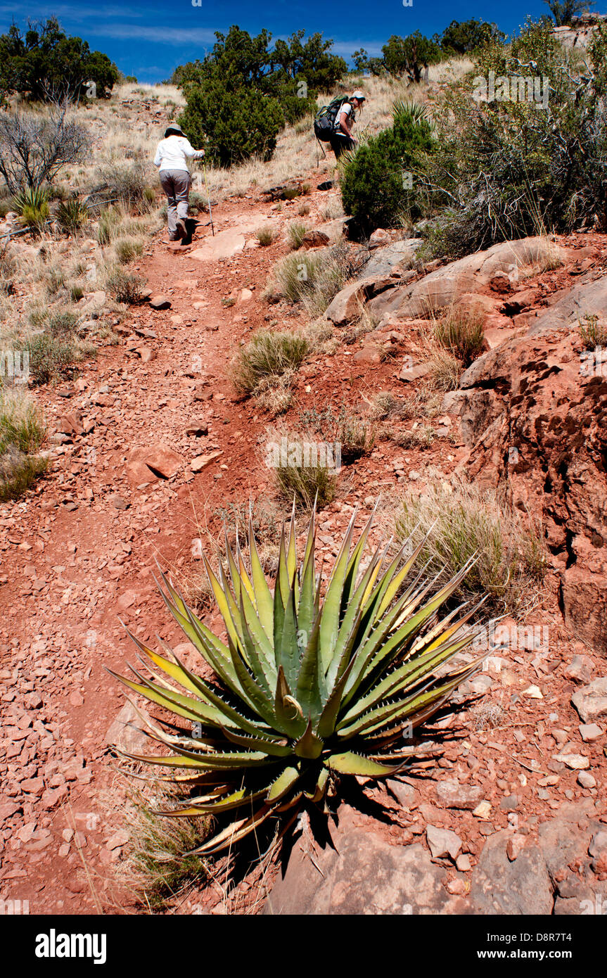 Yuccas tree plant, or Utah Agave (agave utahensis), in the Grand Canyon National Park, Arizona, USA. Stock Photo