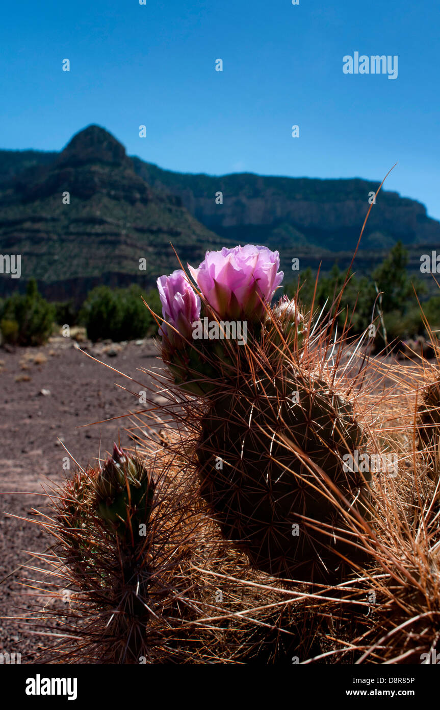Pincushion cactus (coryphantha viviparus) in the Grand Canyon National Park, Arizona, USA. Stock Photo
