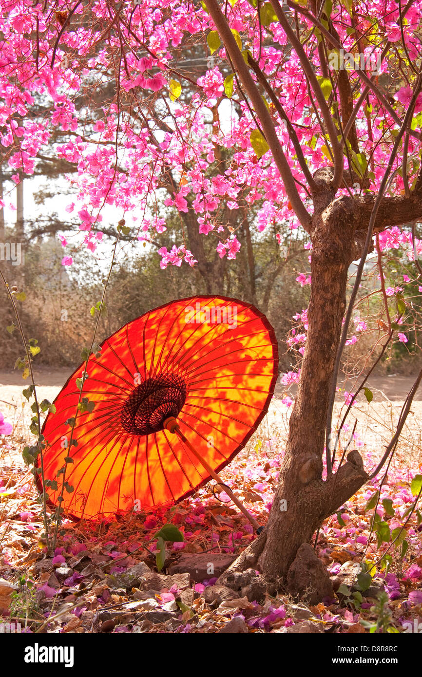 Burmese umbrella under spring tree blossoms in Bagan. Stock Photo