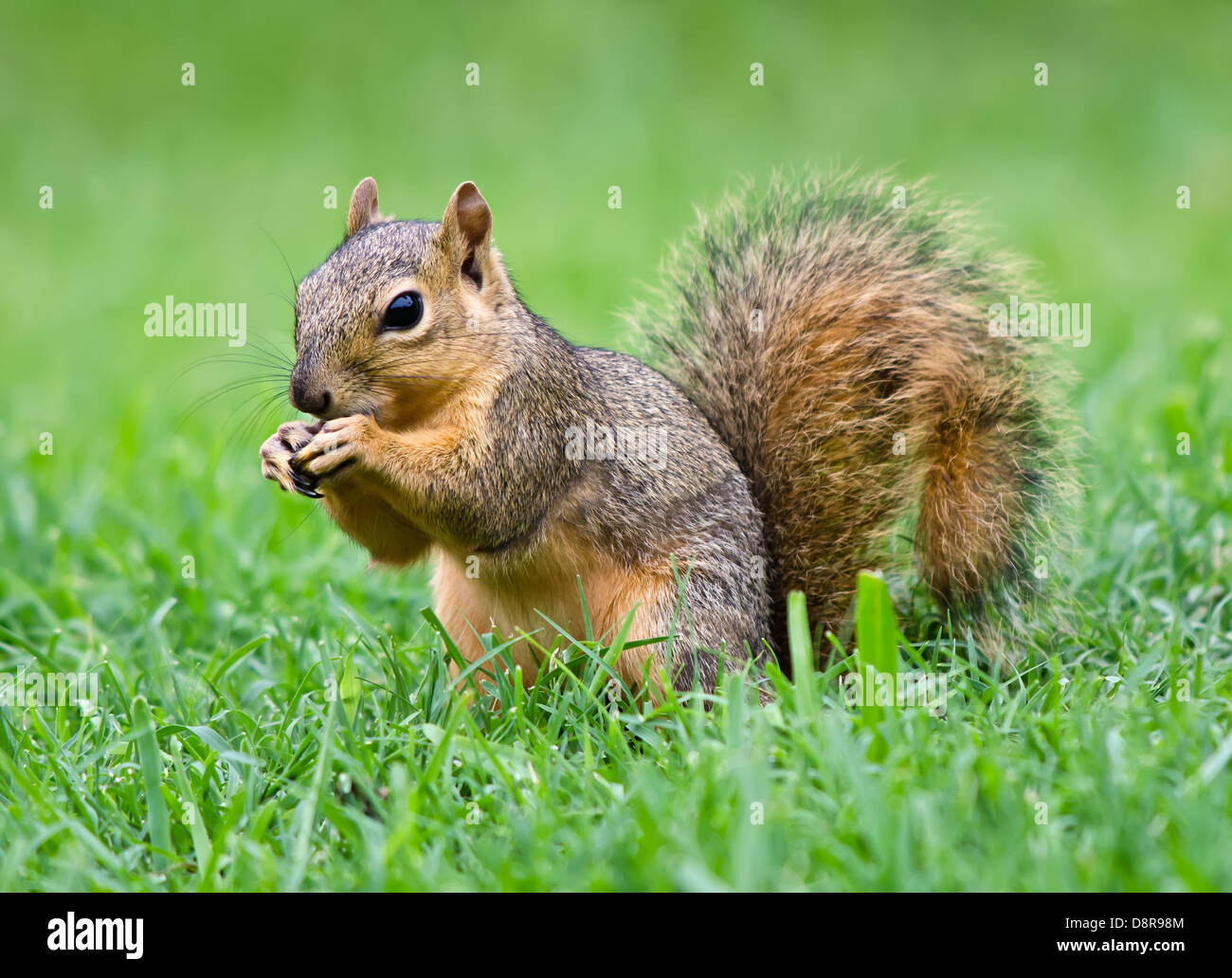 Young Eastern Fox squirrel (Sciurus niger) eating bird seeds in the garden Stock Photo Alamy