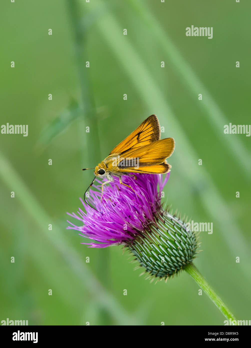 Skipper butterfly feeding on Thistle wildflowers. Soft green background. Stock Photo