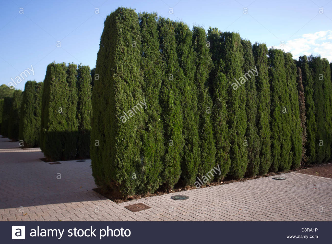Cypress Fence Stock Photos & Cypress Fence Stock Images Alamy