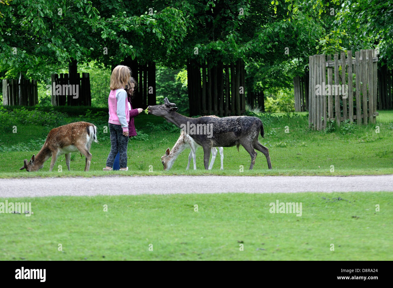 Young girls hand feeding red deer with leaves Stock Photo Alamy