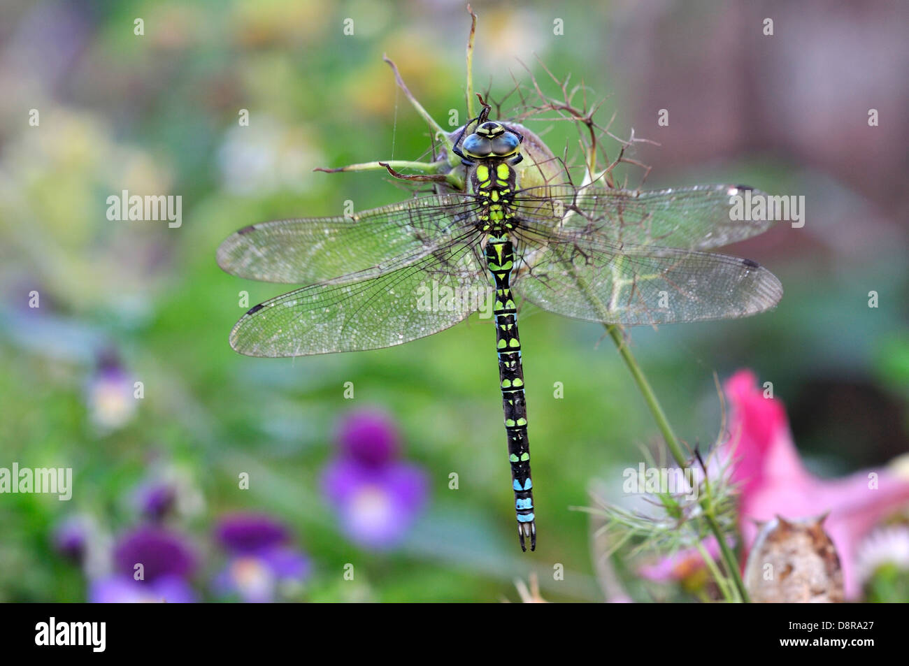 A southern hawker dragonfly Stock Photo