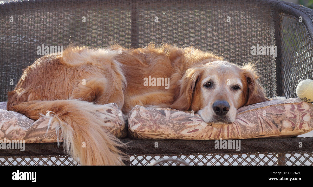 Senior male golden retriever laying on a wicker love seat outside after playing with his tennis ball.  Tennis ball in picture. Stock Photo
