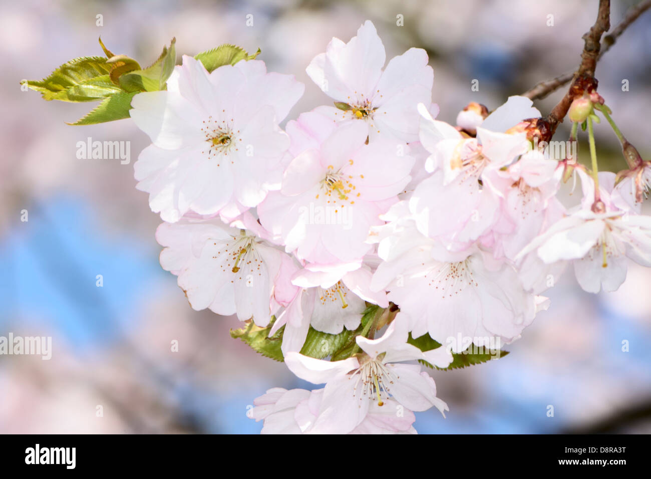 Twig with white cherry blossoms Stock Photo