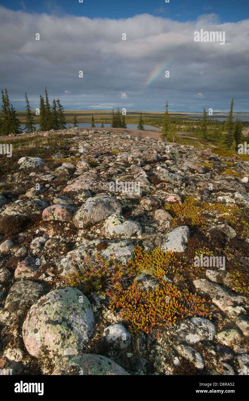 Landscape at the Barrenlands, near Whitefish lake, Northwest Territories, Canada. Stock Photo