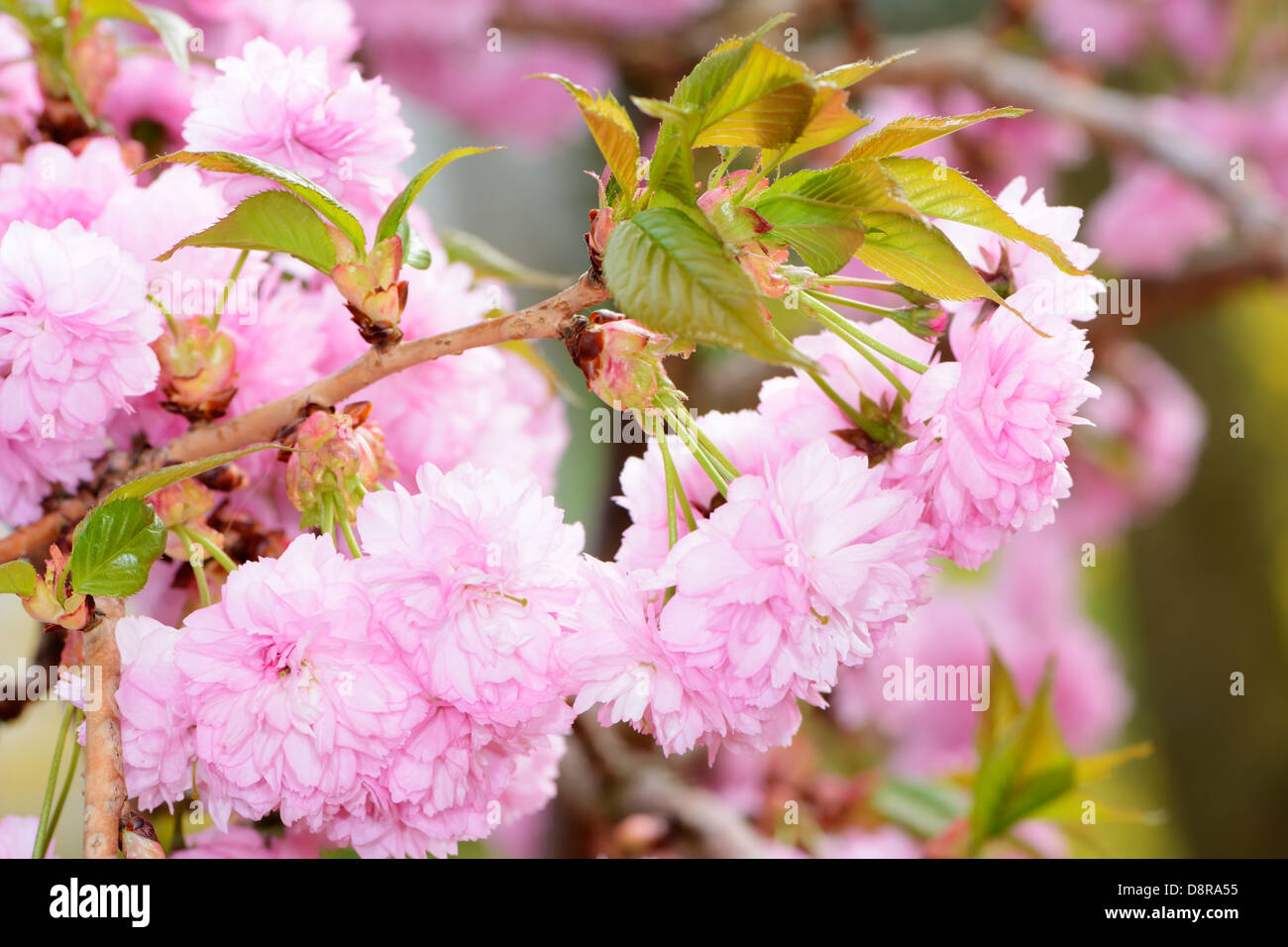 Twig with pink cherry blossoms Stock Photo