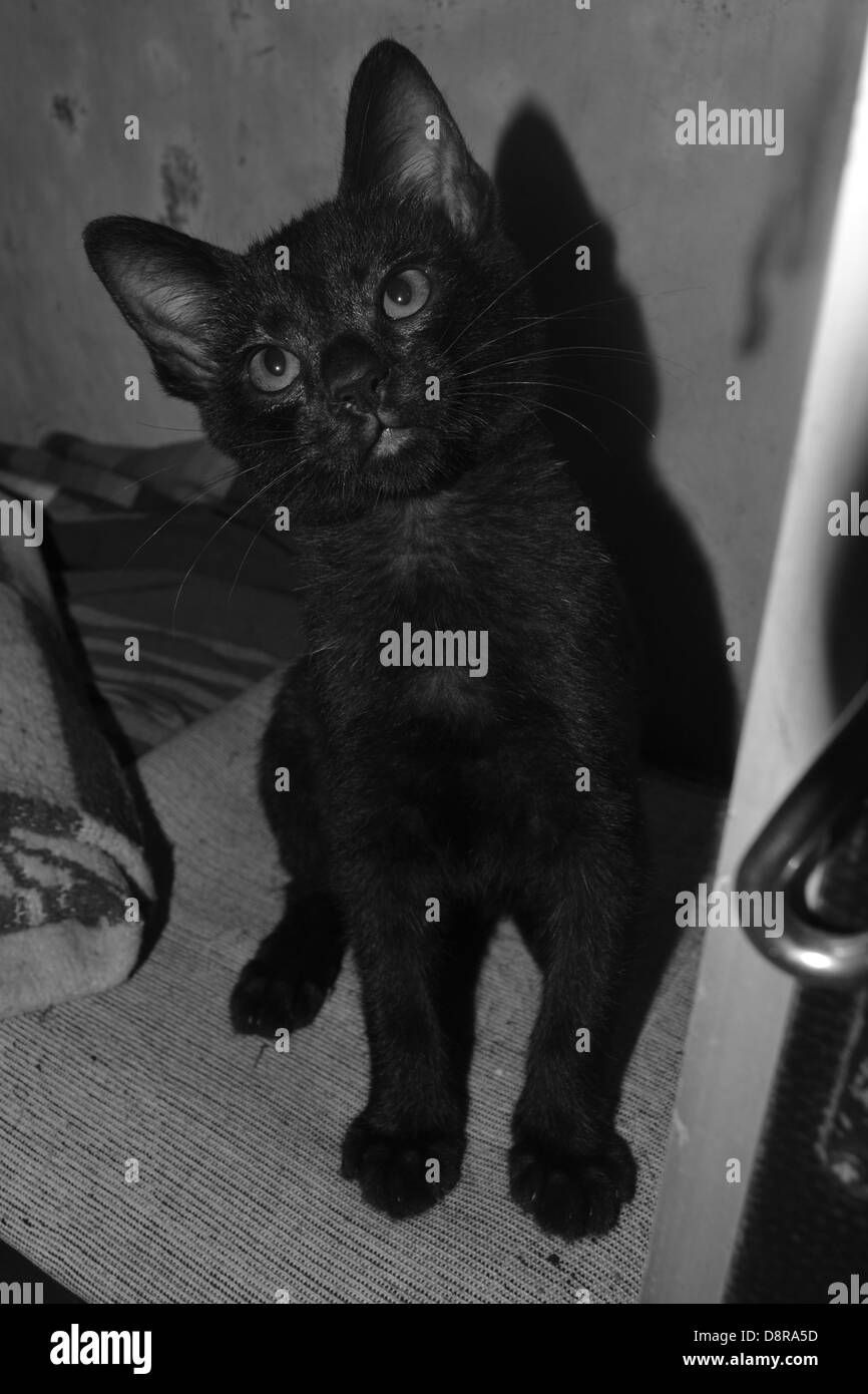 Surprised black cat Black and White Stock Photos & Images Alamy
