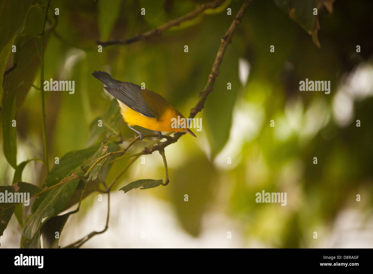 Prothonotary Warbler, Protonotaria citrea, beside Rio Chagres, Soberania national park, Republic of Panama. Stock Photo