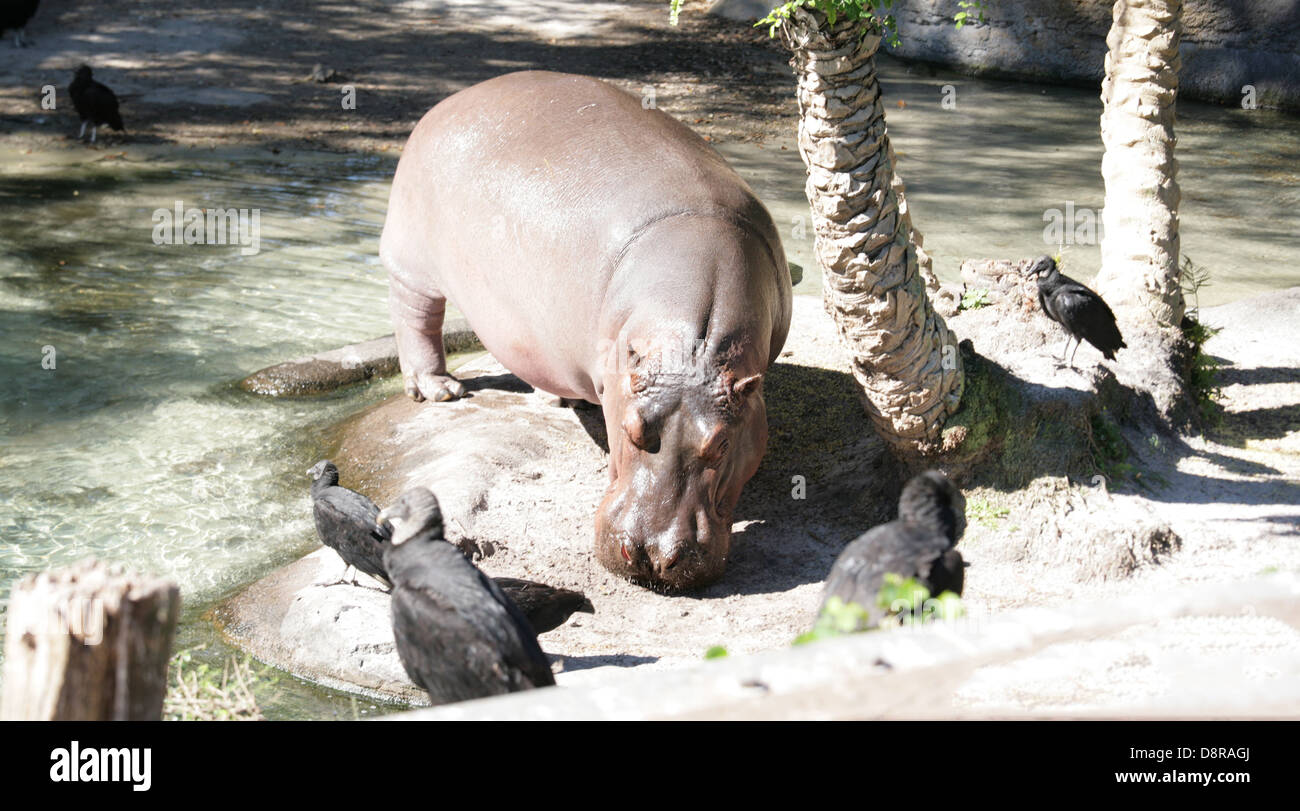 The hippopotamus is semi-aquatic, inhabiting rivers, lakes and mangrove swamps. During the day, they remain cool by staying in t Stock Photo