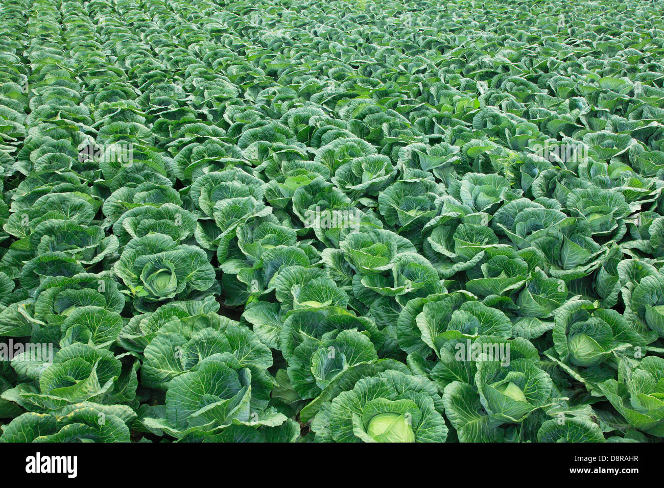 Cabbage Field High Resolution Stock Photography and Images Alamy