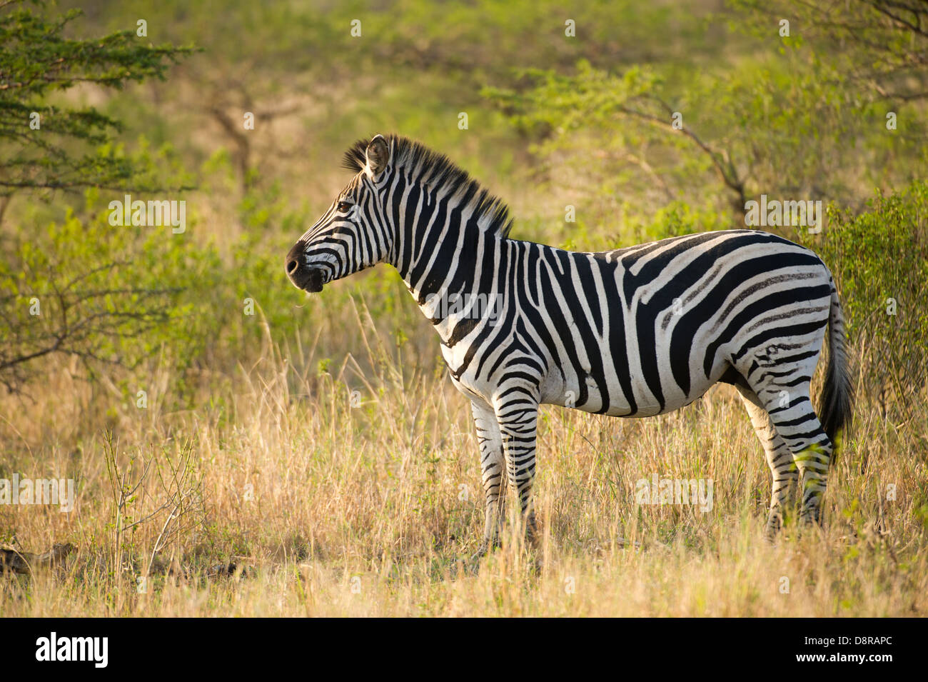 Burchell's zebra (Equus burchellii), Zulu Nyala Game Reserve, South Africa Stock Photo