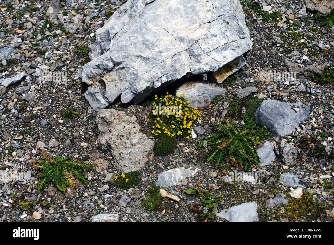 Yellow Whitlow-grass on footpath on the Schafcalanda beneath the  Mardisahorn Madrisa above Klosters Switzerland Stock Photo