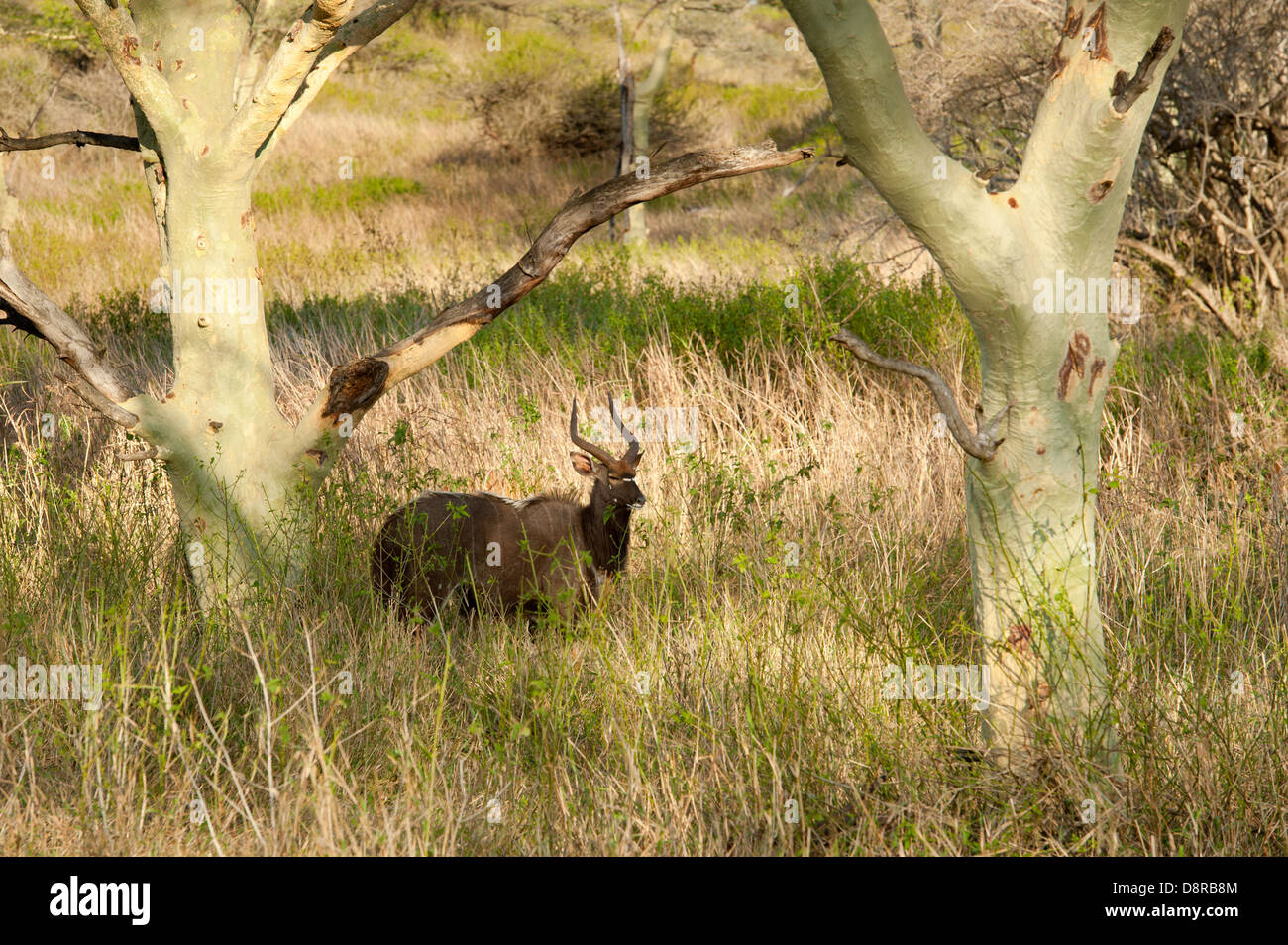 Nyala (Tragelaphus angasi), Zulu Nyala Game Reserve, South Africa Stock