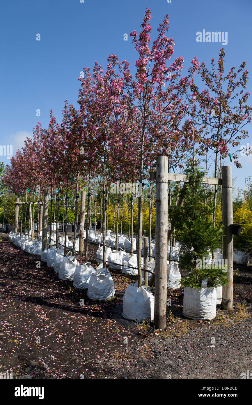 Container grown saplings, Malus Rudolph crab apple trees at J.A Stock