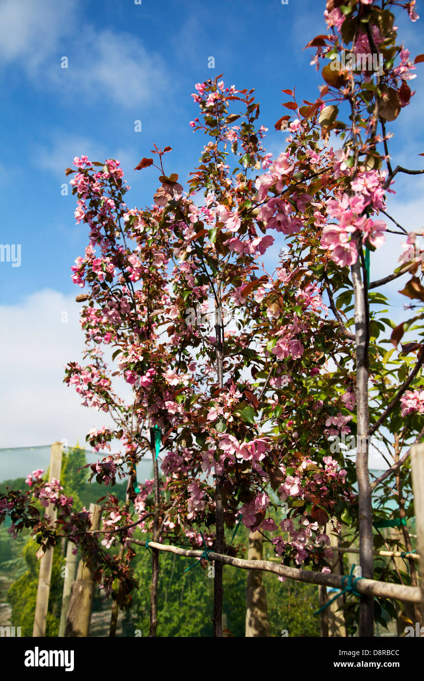 Container grown saplings, Malus Rudolph crab apple trees at J.A. Jones wholesale Nursery in