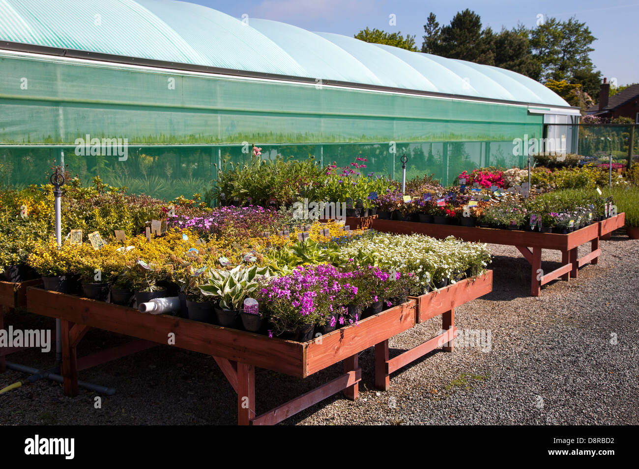 Greenhouses and nursery bedding plants for sale at J.A. Jones Garden
