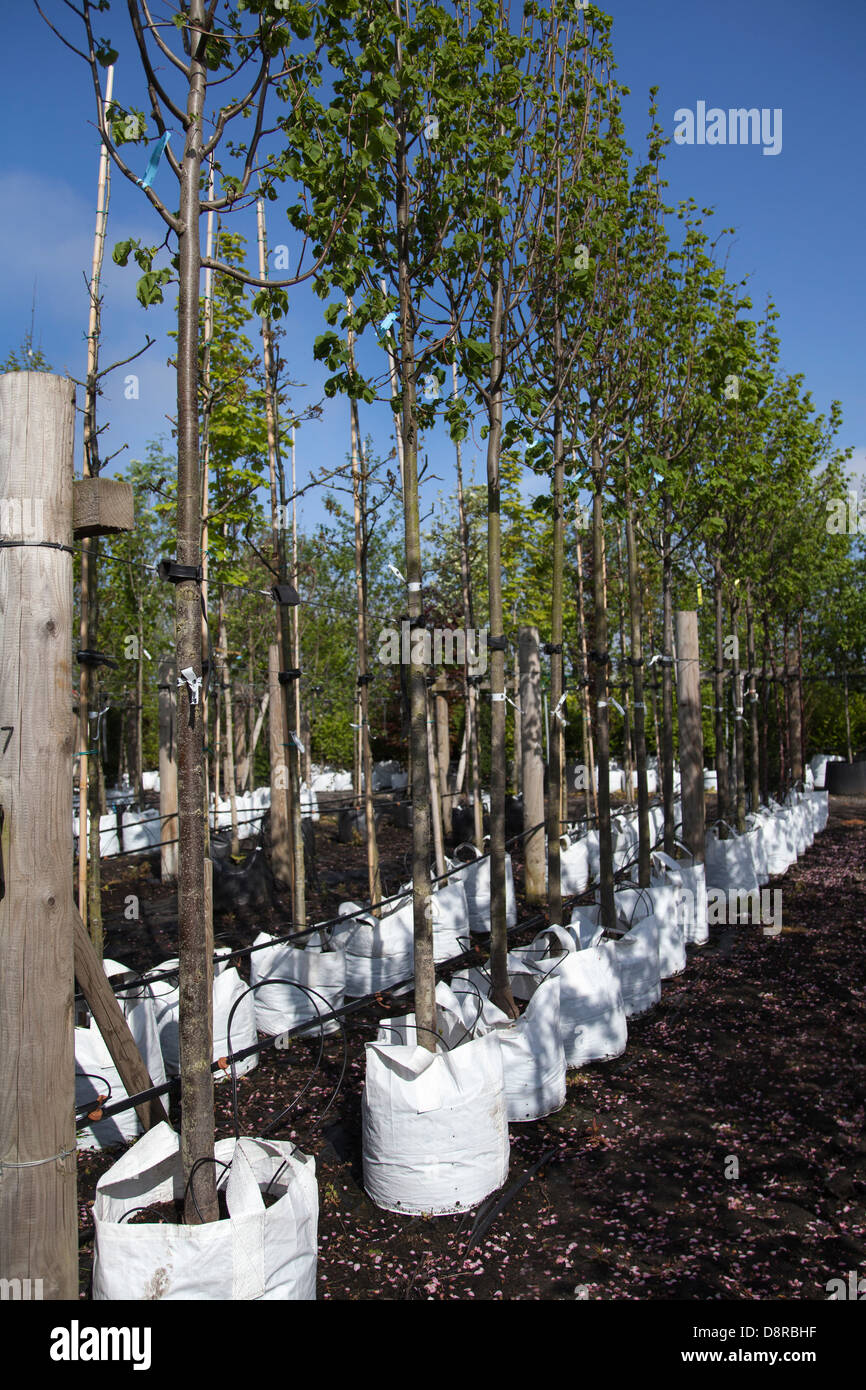 Small leaved lime trees; Container grown Tilia cordata Trees for sale
