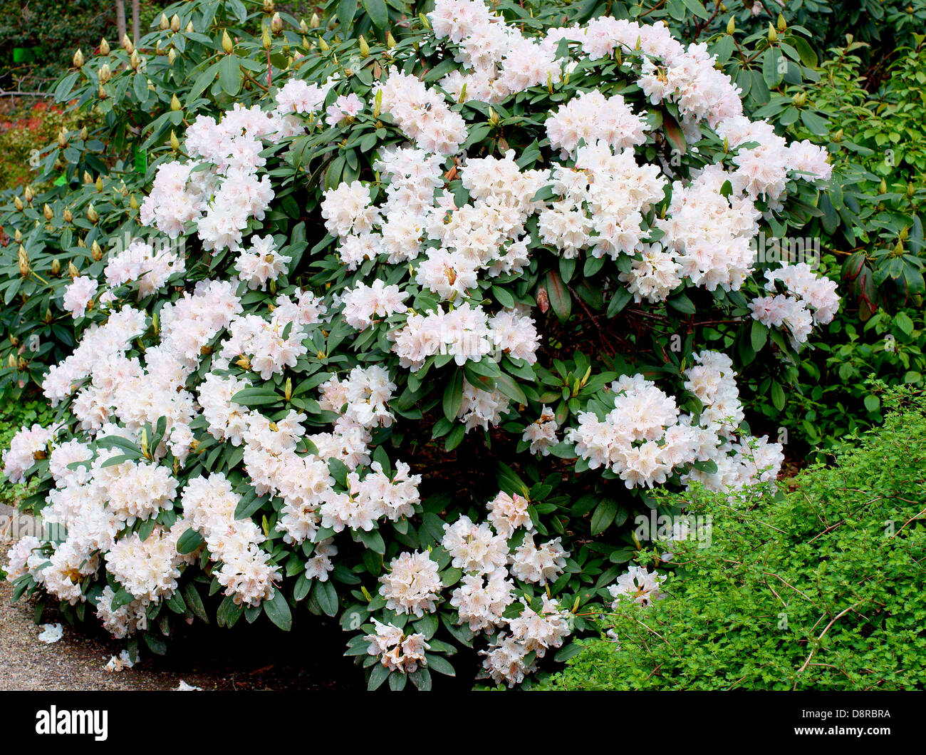 White Rhododendron jacksoni blooming Stock Photo