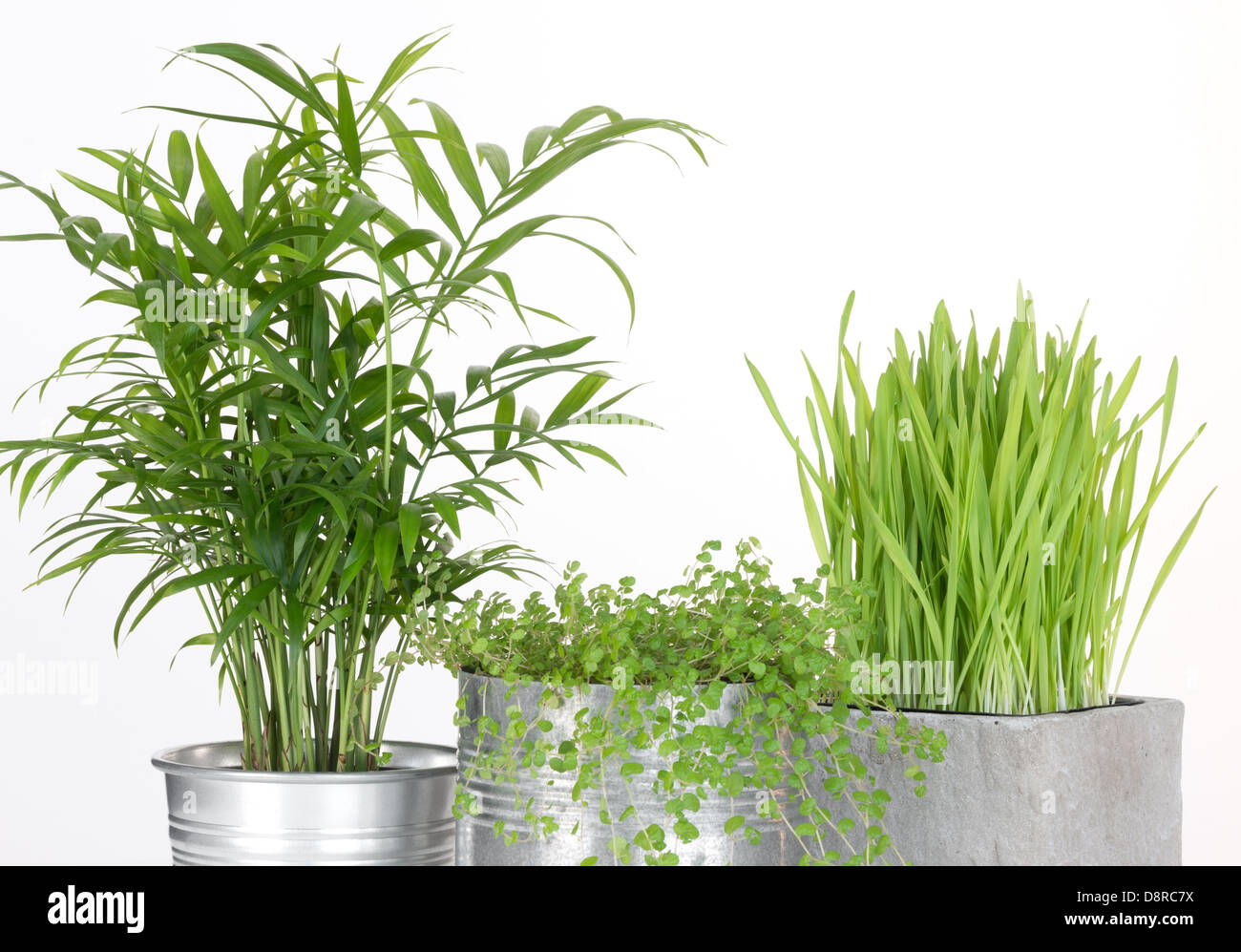 Beautiful green plants in pots, on white background Stock Photo Alamy