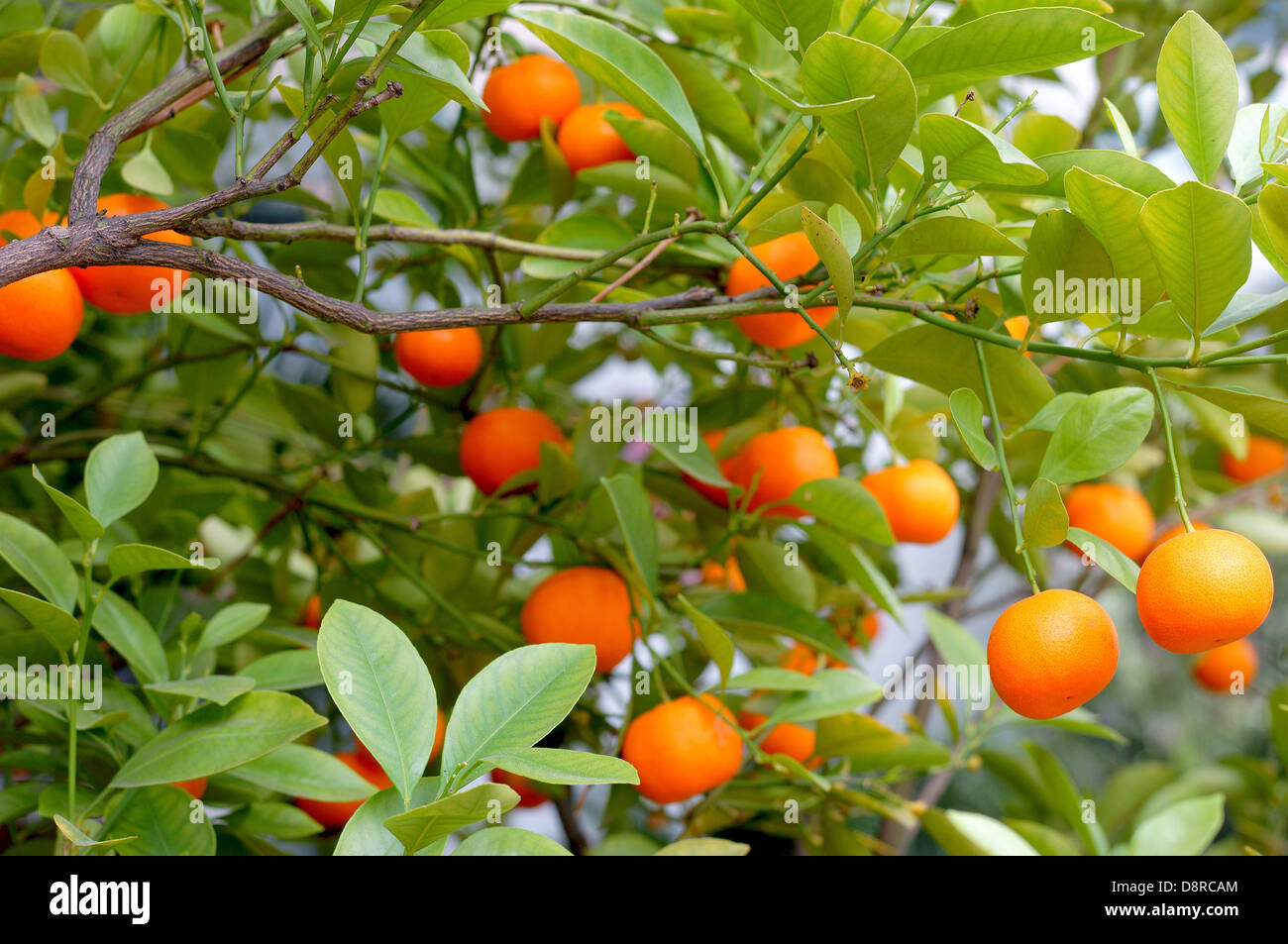 Calamondin fruits on the branch Citrofortunella microcarpa Stock Photo
