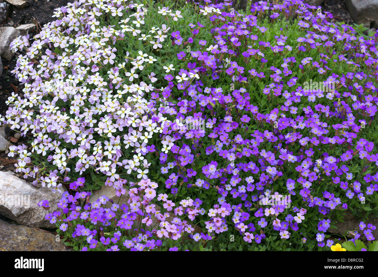 Purple and white aubrieta flowers Stock Photo